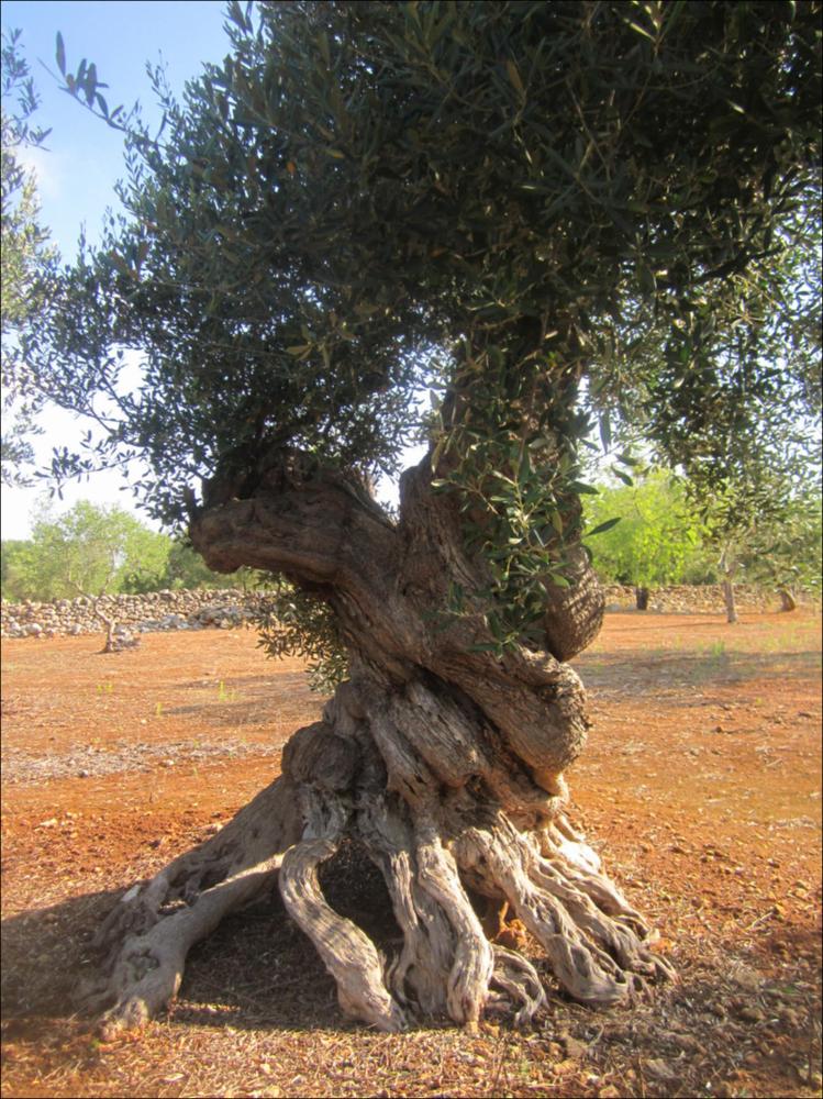 Il tronco di un ulivo secolare racconta la bellezza di un essere vivente che naviga attraverso una dimensione temporale a noi preclusa. La lentezza con cui cresce e giunge a maturazione, racchiude la saggezza di una pianta che sfugge alle regole della contemporaneità. La peculiarità delle forme dei tronchi d'ulivo è, in parte, anche merito di generazioni di contadini che potando e modellando hanno dato vita a suggestive sculture arboree, di cui sono divenuti vigili custodi, in virtù della loro devozione verso questa pianta. Questo patrimonio vegetale, rappresenta un ponte ideale fra passato e futuro, non rappresentano solo bellezza, gli olivi sono il nostro paesaggio storico. In quei rami possenti, in questi tronchi scolpiti dal tempo si riassume la potenza straordinari...