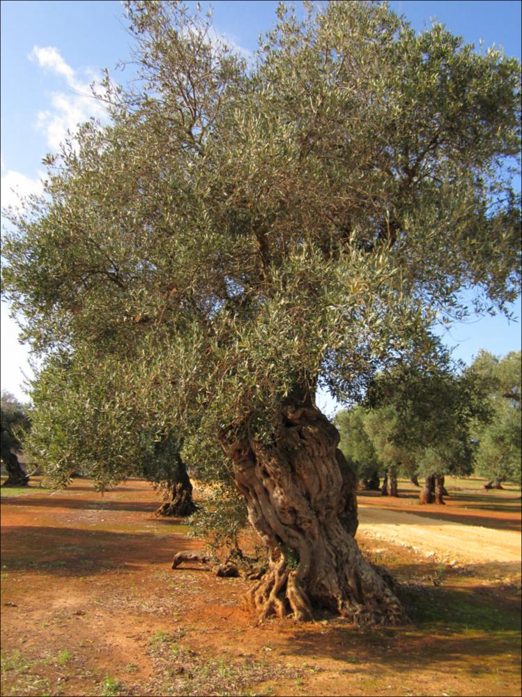 Il tronco di un ulivo secolare racconta la bellezza di un essere vivente che naviga attraverso una dimensione temporale a noi preclusa. La lentezza con cui cresce e giunge a maturazione, racchiude la saggezza di una pianta che sfugge alle regole della contemporaneità. La distesa di ulivi millenari rappresenta un sistema complesso dove storia, natura e agricoltura si sono intrecciati armoniosamente nei millenni. La peculiarità delle forme dei tronchi d'ulivo è, in parte, anche merito di generazioni di olivocultori che potando e modellando hanno dato vita a suggestive sculture arboree. In quei rami possenti, in questi tronchi scolpiti dal tempo si riassume la potenza straordinaria della natura. Non rappresentano solo bellezza, gli ulivi sono il nostro paesaggio storico. E...