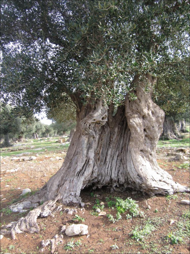 Il tronco di un ulivo secolare racconta la bellezza di un essere vivente che naviga attraverso una dimensione temporale a noi preclusa. La lentezza con cui cresce e giunge a maturazione, racchiude la saggezza di una pianta che sfugge alle regole della contemporaneità. La peculiarità delle forme dei tronchi d'ulivo è, in parte, anche merito di generazioni di contadini che potando e modellando hanno dato vita a suggestive sculture arboree, di cui sono divenuti vigili custodi, in virtù della loro devozione verso questa pianta. Questo patrimonio vegetale, rappresenta un ponte ideale fra passato e futuro, non rappresentano solo bellezza, gli olivi sono il nostro paesaggio storico. In quei rami possenti, in questi tronchi scolpiti dal tempo si riassume la potenza straordinari...