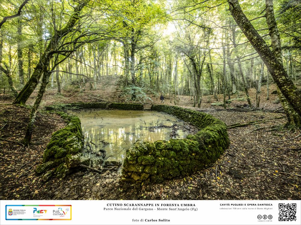 Siamo nel Parco Nazionale del Gargano, nelle vicinanze di Monte Sant’Angelo.
È quella di un bosco incantato, dimora di fate, l’atmosfera fantastica che pervade questa immagine: dinnanzi ai nostri occhi un umido sottobosco ricco di specie botaniche, felci, agrifogli, pungitopo, rigogliosi muschi, e maestosi faggi, e al centro una delle poche raccolte d’acqua naturali presenti in Foresta: il cutino Scarannappe. Per via della natura carsica del terreno, la foresta è priva di corsi d’acqua, per cui incontrarne uno è sorprendente.
Dove la terra è impermeabile le acque hanno il via libera  per raccogliersi originando piccole depressioni, i Cutini.
Un muretto a secco ricoperto da un manto muschioso racchiude la piccola pozza d’acqua temporanea, poco più grande di una decina di...