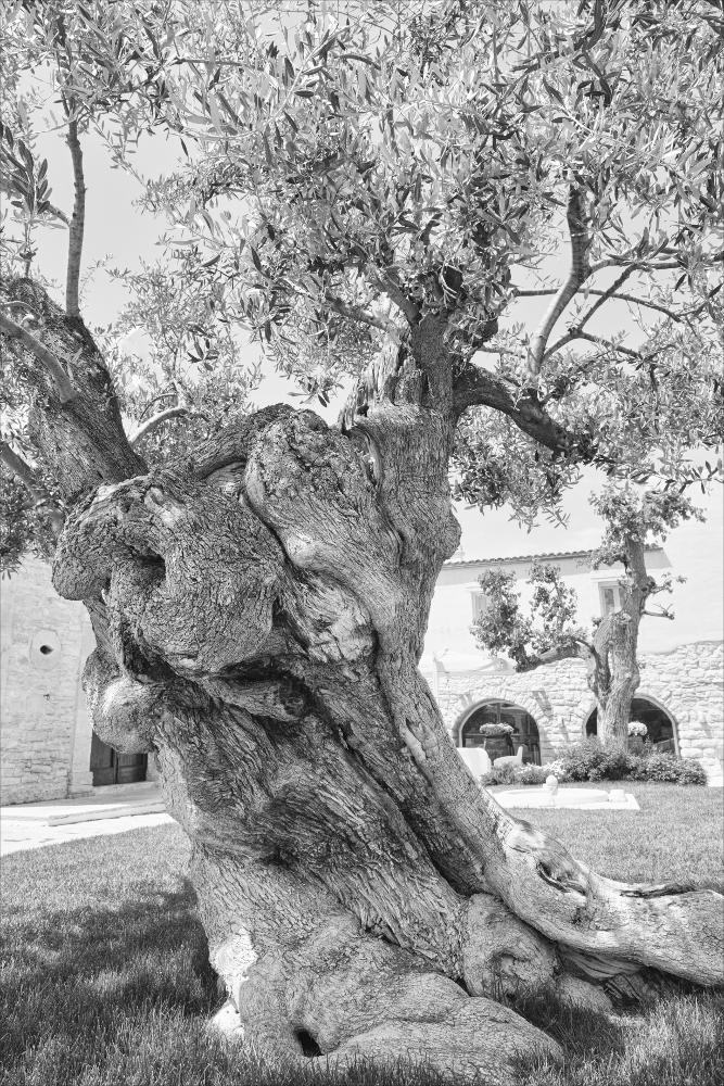 La fotografia è parte di una più ampia raccolta di fotografie realizzate per il progetto di censimento di 248 masserie pugliesi avviato da Giancarlo Chielli, professore del corso in Beni Culturali e Ambientali presso l'Accademia di Belle Arti di Bari. Il lavoro svolto ha dato vita al volume “Le masserie di Puglia come Bene Culturale” in cui sono presenti alcuni scatti di masserie pugliesi tra cui quella in oggetto. La scelta stilistica del bianco e nero di queste immagini esalta la bellezza dell'ulivo posto nella corte della masseria, secondo il nuovo allestimento scelto dalla famiglia Sanseverino, gli attuali proprietari. Le origini di Masseria San Felice risalgono al XVI-XVII secolo, periodo in cui era di proprietà del Cavaliere Posa di Bisceglie, appartenente all'Ord...