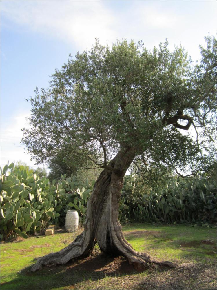 Il tronco di un ulivo secolare racconta la bellezza di un essere vivente che naviga attraverso una dimensione temporale a noi preclusa. La lentezza con cui cresce e giunge a maturazione, racchiude la saggezza di una pianta che sfugge alle regole della contemporaneità. La distesa di ulivi millenari rappresenta un sistema complesso dove storia, natura e agricoltura si sono intrecciati armoniosamente nei millenni. La peculiarità delle forme dei tronchi d'ulivo è, in parte, anche merito di generazioni di olivocultori che potando e modellando hanno dato vita a suggestive sculture arboree. In quei rami possenti, in questi tronchi scolpiti dal tempo si riassume la potenza straordinaria della natura. Non rappresentano solo bellezza, gli ulivi sono il nostro paesaggio storico. E...