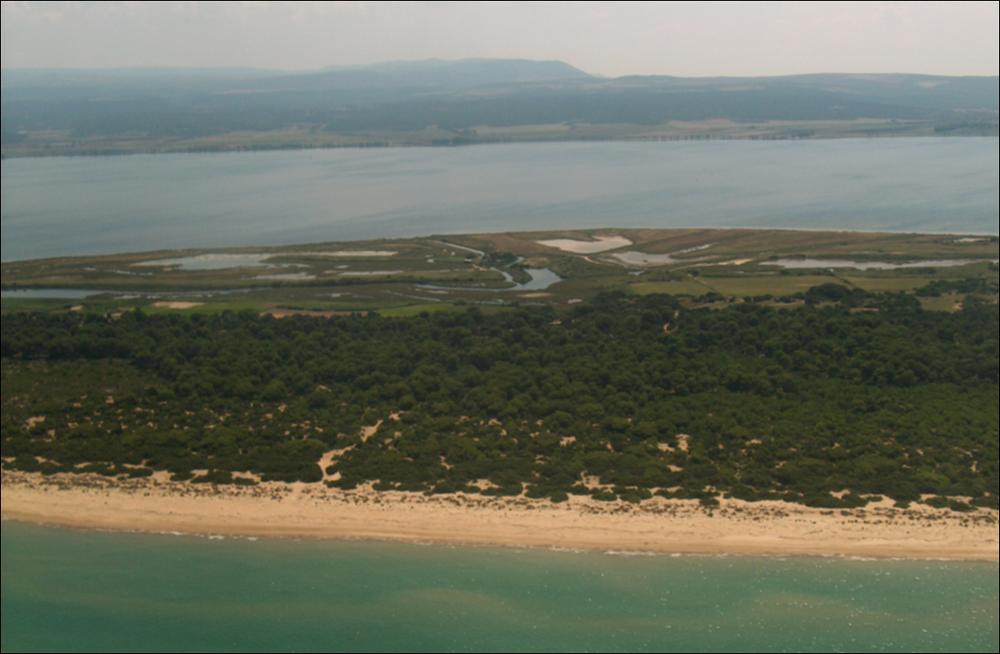 Il tratto di costa che va da Marina di Lesina a Manfredonia, è caratterizzato per la presenza di due grandi lagune separate dal mare da ampi cordoni dunari litorali. E' un susseguirsi di lunghi tratti arenili falcati e rettilinei, bordati da una fascia di macchia mediterranea e pinete, la cui continuità è interrotta in corrispondenza della bassa falesia a nord del lido di Torre Mileto. Nella zona delle lagune sono presenti anche importanti manifestazioni sorgentizie. Il promontorio di Torre Mileto, originato dal rilievo di Monte d'Elio, separa le due lagune di Lesina e Varano, formatesi in età storica in ragione degli apporti delle correnti marine che hanno costituito due imponenti cordoni litoranei estesi per alcune decine di chilometri. Il bacino di Lesina rappresenta...