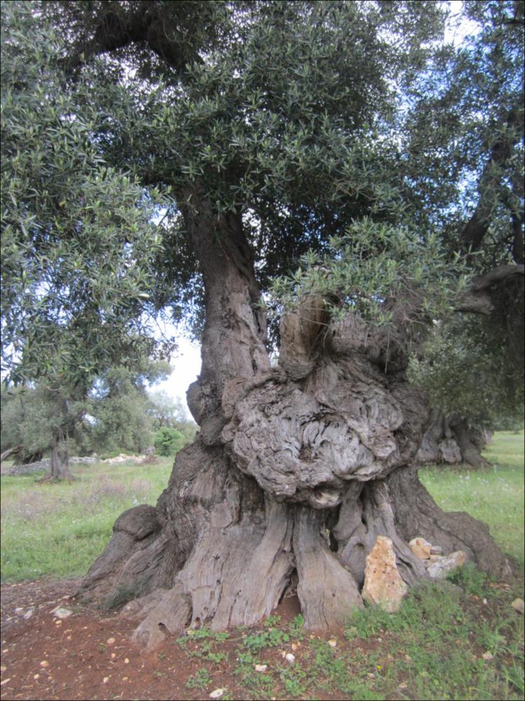In Puglia sono presenti le più antiche testimonianze della cultura millenaria dell'olio ed è qui che è presente la maggiore concentrazione di rarissimi esemplari giganteschi di ulivi. Ulivi millenari maestosi, testimoni della cultura degli antichi Messapi, dei Greci e dei Romani, e che oggi rappresentano un patrimonio inestimabile. Gli ulivi raccontano la loro storia, come questo esemplare identificato con il codice 147919_51_121_074012, nella scheda di rilevamento degli Ulivi Monumentali redatta dalla Regione Puglia - in seguito all'applicazione della L.R. n. 14 del 04-06-2007, che tutela e valorizza gli alberi di ulivo monumentali, anche isolati, in virtù della loro funzione produttiva, di difesa ecologica e idrogeologica nonchè quali elementi peculiari e caratterizza...