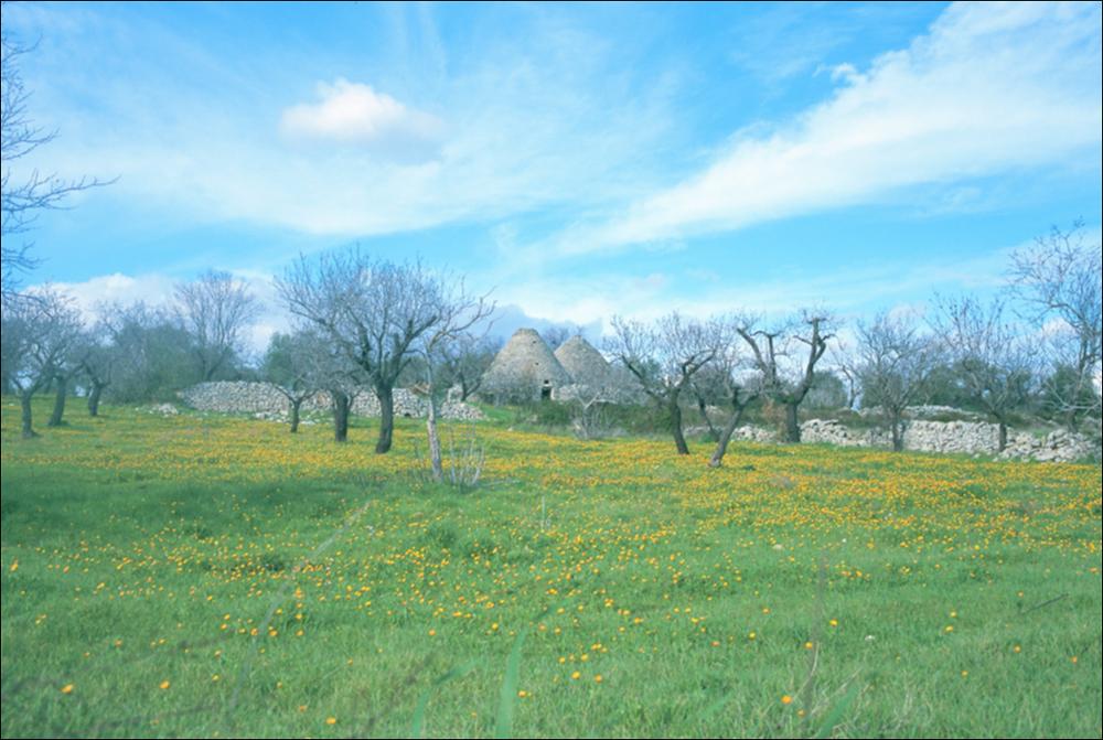 L'immagine è parte della ricca raccolta fotografica “Puglia per tutte le Stagioni” vol. 2, prodotta dall'Assessorato al Turismo e Industria Alberghiera della Regione Puglia per raccontare la Puglia attraverso immagini suddivise in 5 settori principali: Città e Paesi, Settimana Santa, Territorio, Feste – Sagre – Tradizioni, Mercati – Prodotti – Cucina. La fotografia mostra un caratteristico paesaggio della Murgia, altopiano carsico che si estende per parte della Puglia e della Basilicata e il cui territorio appartiene, dal 2004, al Parco nazionale dell'Alta Murgia. Su un ampio prato, tappezzato dal giallo dei fiori, si ergono degli alberi spogli che, insieme al vento che spinge le nuvole nel cielo azzurro, suggeriscono un clima tipico dell'inverno pugliese. In lontananza...