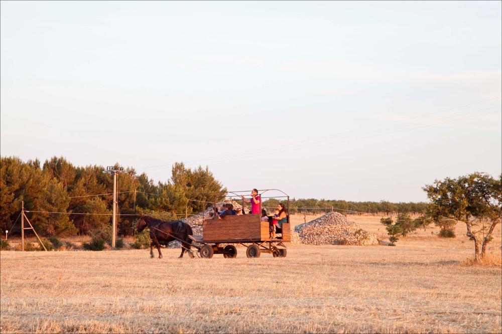 L'immagine digitale in oggetto è parte della collezione digitale “Puglia Green Hour” nata dall'omonimo progetto di Teatro Pubblico Pugliese. Fu organizzato su un calendario fitto e intenso di spettacoli programmati tra giugno e luglio 2012 all'interno dei Parchi Regionali della Puglia, per parlare di arte, musica, teatro e filosofia ispirati dalle bellezze primordiali del paesaggio pugliese in aree territoriali spesso dimenticate o poco valorizzate. La fotografia documenta la passeggiata in calesse all'ombra di Castel Del Monte, ovvero una delle due attività che furono organizzate all'interno del Parco Nazionale dell'Alta Murgia e più precisamente negli spazi esterni dell'Azienda Agrituristica Sei Carri nei pressi di Andria. Questa esperienza insieme al laboratorio di p...