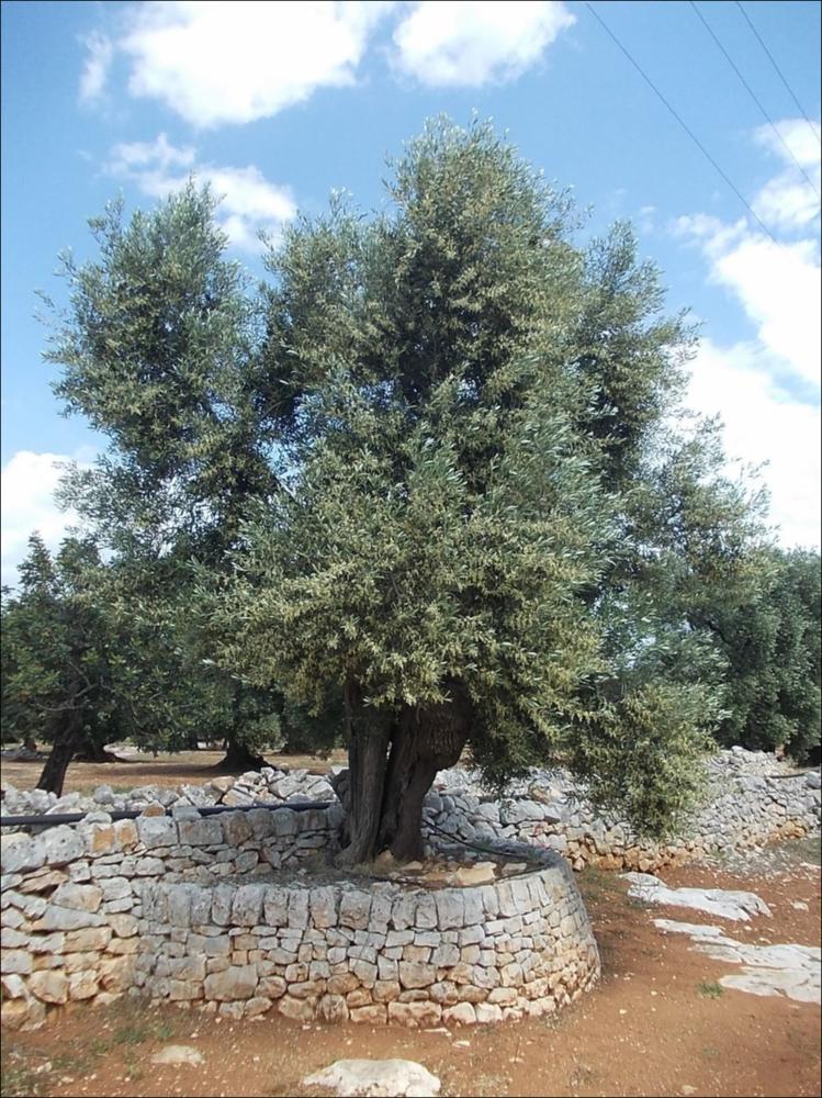 In Puglia sono presenti le più antiche testimonianze della cultura millenaria dell'olio ed è qui che è presente la maggiore concentrazione di rarissimi esemplari giganteschi di ulivi. Ulivi millenari maestosi, testimoni della cultura degli antichi Messapi, dei Greci e dei Romani, e che oggi rappresentano un patrimonio inestimabile. Gli ulivi raccontano la loro storia, come questo esemplare identificato con il codice 220958_73_48_072030, nella scheda di rilevamento degli Ulivi Monumentali redatta dalla Regione Puglia - in seguito all'applicazione della L.R. n. 14 del 04-06-2007, che tutela e valorizza gli alberi di ulivo monumentali, anche isolati, in virtù della loro funzione produttiva, di difesa ecologica e idrogeologica nonchè quali elementi peculiari e caratterizzan...