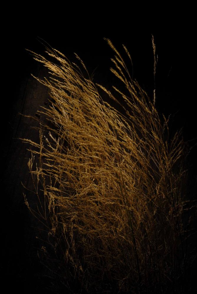 L'immagine digitale è parte della raccolta fotografica "Sic transit", ideata nel 2015 all'interno della Cattedra di Fotografia dell'Accademia di Belle Arti di Bari dal Prof. Mimmo Attademo. Il progetto, concepito come un erbario dei nostri giorni, esalta la bellezza e il valore naturalistico di alcune piante e fiori della macchia mediterranea che contraddistinguono alcune aree territoriali della Puglia. La fotografia, dai colori caldi e dal tono pittoresco, riproduce un mazzetto di cannucce i cui steli dorati spuntano dal fondo scurissimo. La cannuccia di palude è una pianta erbacea perenne della famiglia delle Poaceae, conosciuta scientificamente con il nome di "Arundo donax". Pianta dal fusto molto lungo e flessibile che può raggiungere anche i 5 metri d'altezza, cara...