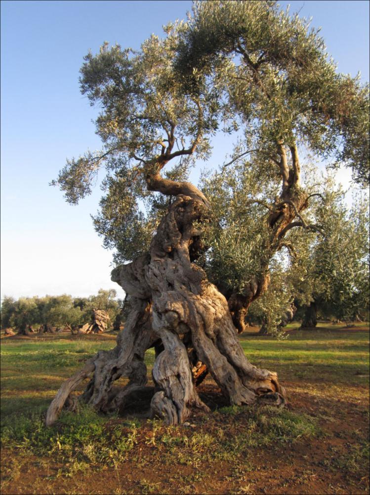 In Puglia sono presenti le più antiche testimonianze della cultura millenaria dell'olio ed è qui che è presente la maggiore concentrazione di rarissimi esemplari giganteschi di ulivi. Ulivi millenari maestosi, testimoni della cultura degli antichi Messapi, dei Greci e dei Romani, e che oggi rappresentano un patrimonio inestimabile. Gli ulivi raccontano la loro storia, come questo esemplare identificato con il codice 5525_115_20_074007, nella scheda di rilevamento degli Ulivi Monumentali redatta dalla Regione Puglia - in seguito all'applicazione della L.R. n. 14 del 04-06-2007, che tutela e valorizza gli alberi di ulivo monumentali, anche isolati, in virtù della loro funzione produttiva, di difesa ecologica e idrogeologica nonchè quali elementi peculiari e caratterizzant...