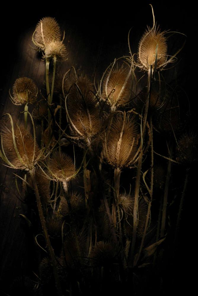 L'immagine digitale è parte della raccolta fotografica "Sic transit", ideata nel 2015 all'interno della Cattedra di Fotografia dell'Accademia di Belle Arti di Bari dal Prof. Mimmo Attademo. Il progetto, concepito come un erbario dei nostri giorni, esalta la bellezza e il valore naturalistico di alcune piante e fiori della macchia mediterranea che contraddistinguono alcune aree territoriali della Puglia. Soggetto della fotografia è il cardo dei lanaioli - pianta appartenente alla famiglia delle Dipsacacee - esaltata da una luce calda grazie alla quale si notano le sfumature cromatiche tipiche dei fiori oramai privi di vita. Molti sono i principi attivi e gli effetti benefici che caratterizzano questa pianta, noti sin dall'antichità. Le sue spine, infatti, erano utilizzat...