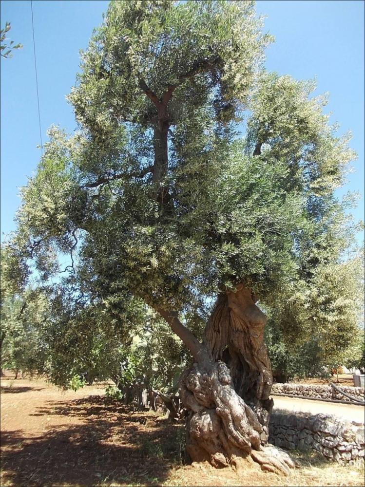 In Puglia sono presenti le più antiche testimonianze della cultura millenaria dell'olio ed è qui che è presente la maggiore concentrazione di rarissimi esemplari giganteschi di ulivi. Ulivi millenari maestosi, testimoni della cultura degli antichi Messapi, dei Greci e dei Romani, e che oggi rappresentano un patrimonio inestimabile. Gli ulivi raccontano la loro storia, come questo esemplare identificato con il codice 247862_73_110_072030, nella scheda di rilevamento degli Ulivi Monumentali redatta dalla Regione Puglia - in seguito all'applicazione della L.R. n. 14 del 04-06-2007, che tutela e valorizza gli alberi di ulivo monumentali, anche isolati, in virtù della loro funzione produttiva, di difesa ecologica e idrogeologica nonchè quali elementi peculiari e caratterizza...