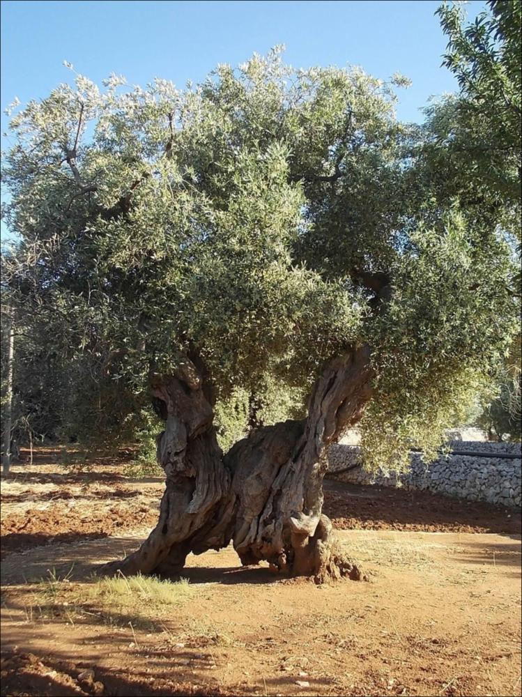 In Puglia sono presenti le più antiche testimonianze della cultura millenaria dell'olio ed è qui che è presente la maggiore concentrazione di rarissimi esemplari giganteschi di ulivi. Ulivi millenari maestosi, testimoni della cultura degli antichi Messapi, dei Greci e dei Romani, e che oggi rappresentano un patrimonio inestimabile. Gli ulivi raccontano la loro storia, come questo esemplare identificato con il codice 243198_73_99_072030, nella scheda di rilevamento degli Ulivi Monumentali redatta dalla Regione Puglia - in seguito all'applicazione della L.R. n. 14 del 04-06-2007, che tutela e valorizza gli alberi di ulivo monumentali, anche isolati, in virtù della loro funzione produttiva, di difesa ecologica e idrogeologica nonchè quali elementi peculiari e caratterizzan...