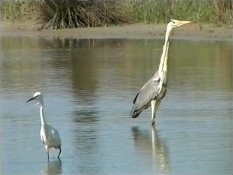Il documentario “L'isola Biologica – Viaggio nella natura del Gargano” è un video realizzato nel 2002 da Marcello D'Andria e Giovanni Zaccaria, convertito in mp4. Un viaggio tra i 121.000 ettari di natura protetta custodita all'interno del Parco Nazionale del Gargano, ente istituito nel 1995. Il parco, che salvaguarda un vasto patrimonio di biodiversità, si sviluppa sull'alto promontorio del Gargano, a nord est della Puglia, e si affaccia a picco sul Mar Adriatico regalando scenari unici ed emozionanti. Lo sperone d'Italia, accuratamente raccontato attraverso le immagini commentate del video e da molti definito anche “isola biologica”, è un promontorio ricco e diversificato che nei secoli ha cambiato il proprio aspetto. Quest'area oggi risulta caratterizzata da valloni,...