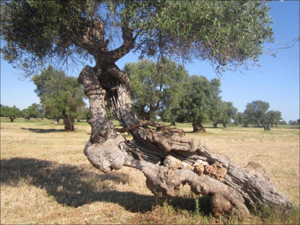 In Puglia sono presenti le più antiche testimonianze della cultura millenaria dell'olio ed è qui che è presente la maggiore concentrazione di rarissimi esemplari giganteschi di ulivi. Ulivi millenari maestosi, testimoni della cultura degli antichi Messapi, dei Greci e dei Romani, e che oggi rappresentano un patrimonio inestimabile. Gli ulivi raccontano la loro storia, come questo esemplare identificato con il codice 169181_34_43_074012, nella scheda di rilevamento degli Ulivi Monumentali redatta dalla Regione Puglia - in seguito all'applicazione della L.R. n. 14 del 04-06-2007, che tutela e valorizza gli alberi di ulivo monumentali, anche isolati, in virtù della loro funzione produttiva, di difesa ecologica e idrogeologica nonchè quali elementi peculiari e caratterizzan...