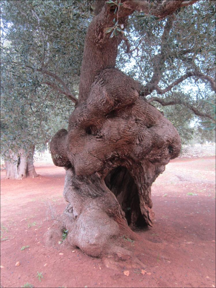 In Puglia sono presenti le più antiche testimonianze della cultura millenaria dell'olio ed è qui che è presente la maggiore concentrazione di rarissimi esemplari giganteschi di ulivi. Ulivi millenari maestosi, testimoni della cultura degli antichi Messapi, dei Greci e dei Romani, e che oggi rappresentano un patrimonio inestimabile. Gli ulivi raccontano la loro storia, come questo esemplare identificato con il codice 61830_19_122_074002, nella scheda di rilevamento degli Ulivi Monumentali redatta dalla Regione Puglia - in seguito all'applicazione della L.R. n. 14 del 04-06-2007, che tutela e valorizza gli alberi di ulivo monumentali, anche isolati, in virtù della loro funzione produttiva, di difesa ecologica e idrogeologica nonchè quali elementi peculiari e caratterizzan...