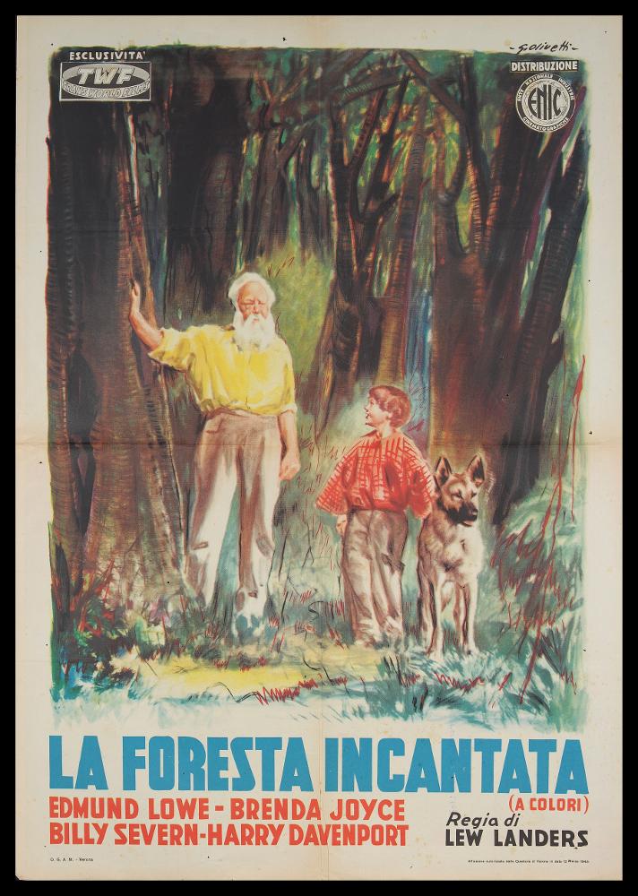 L'immagine riproduce uno dei manifesti conservati presso la Mediateca Regionale Pugliese (vedi Note). Si tratta di una delle versioni grafiche del manifesto del film "La foresta incantata", film americano degli anni '40. La bella composizione è ad opera di Giorgio Olivetti, pittore di cinema, classe 1908, che si differenziò caratterizzando le sue prime opere con uno stile morbido, sfumato, fatto di acquerelli delicati che rendono il volume anche grazie ad un uso sapiente dei chiaroscuri. Eleganza e leggerezza contraddistinguono anche questo manifesto dai tratti magici, commoventi in cui l'elemento naturale della foresta e l'amore per la natura uniscono due generazioni, un vecchio e un fanciullo. Olivetti usa colori caldi, tratti veloci e morbidi, quasi abbozzati, per de...