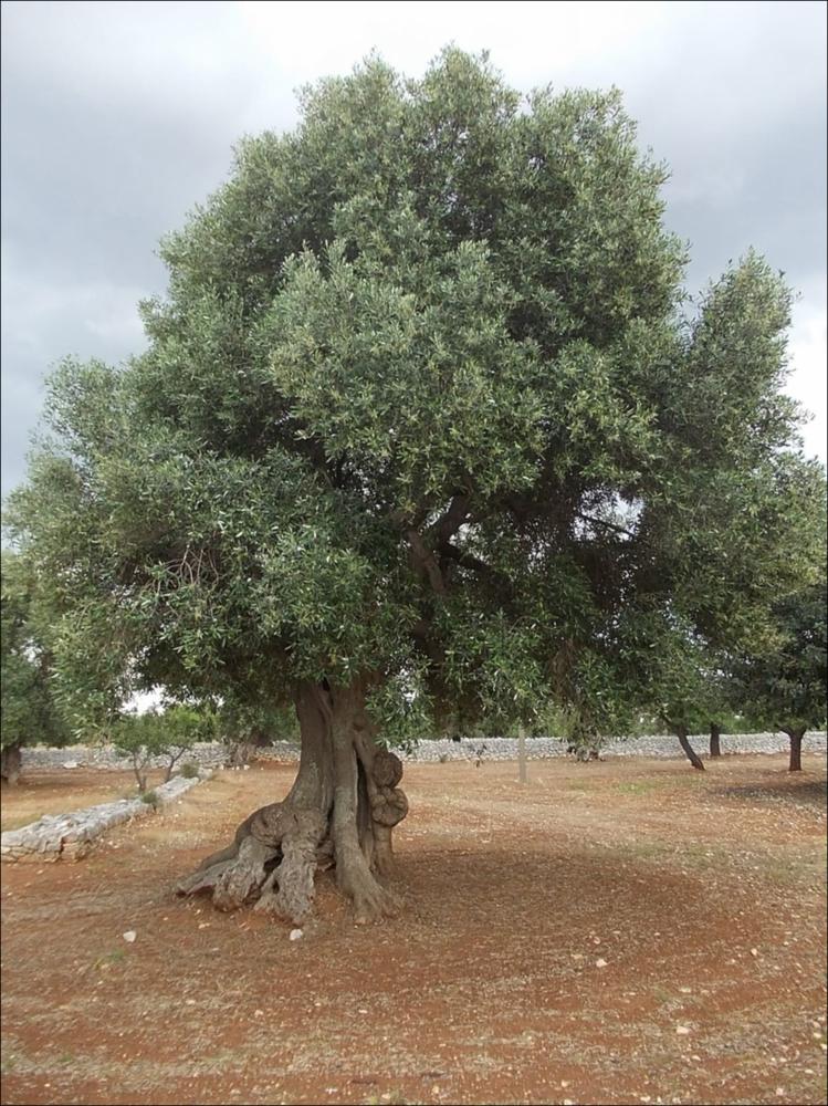 In Puglia sono presenti le più antiche testimonianze della cultura millenaria dell'olio ed è qui che è presente la maggiore concentrazione di rarissimi esemplari giganteschi di ulivi. Ulivi millenari maestosi, testimoni della cultura degli antichi Messapi, dei Greci e dei Romani, e che oggi rappresentano un patrimonio inestimabile. Gli ulivi raccontano la loro storia, come questo esemplare identificato con il codice 246062_73_41_072030, nella scheda di rilevamento degli Ulivi Monumentali redatta dalla Regione Puglia - in seguito all'applicazione della L.R. n. 14 del 04-06-2007, che tutela e valorizza gli alberi di ulivo monumentali, anche isolati, in virtù della loro funzione produttiva, di difesa ecologica e idrogeologica nonchè quali elementi peculiari e caratterizzan...