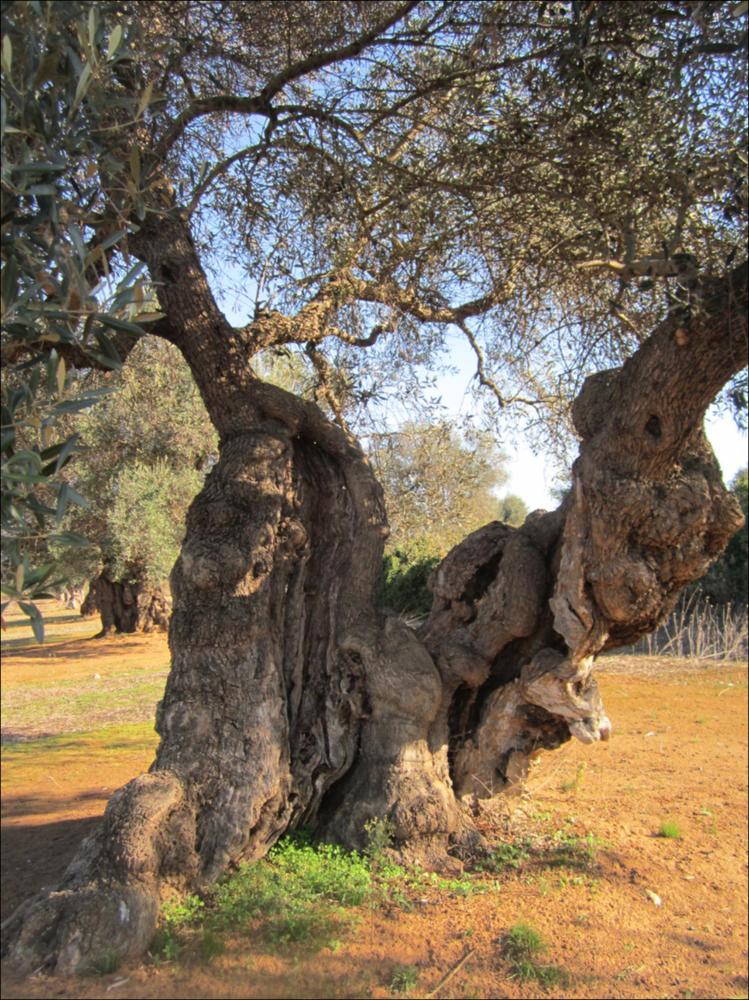 Il tronco di un ulivo secolare racconta la bellezza di un essere vivente che naviga attraverso una dimensione temporale a noi preclusa. La lentezza con cui cresce e giunge a maturazione, racchiude la saggezza di una pianta che sfugge alle regole della contemporaneità. La peculiarità delle forme dei tronchi d'ulivo è, in parte, anche merito di generazioni di contadini che potando e modellando hanno dato vita a suggestive sculture arboree, di cui sono divenuti vigili custodi, in virtù della loro devozione verso questa pianta. Questo patrimonio vegetale, rappresenta un ponte ideale fra passato e futuro, non rappresentano solo bellezza, gli olivi sono il nostro paesaggio storico. In quei rami possenti, in questi tronchi scolpiti dal tempo si riassume la potenza straordinari...