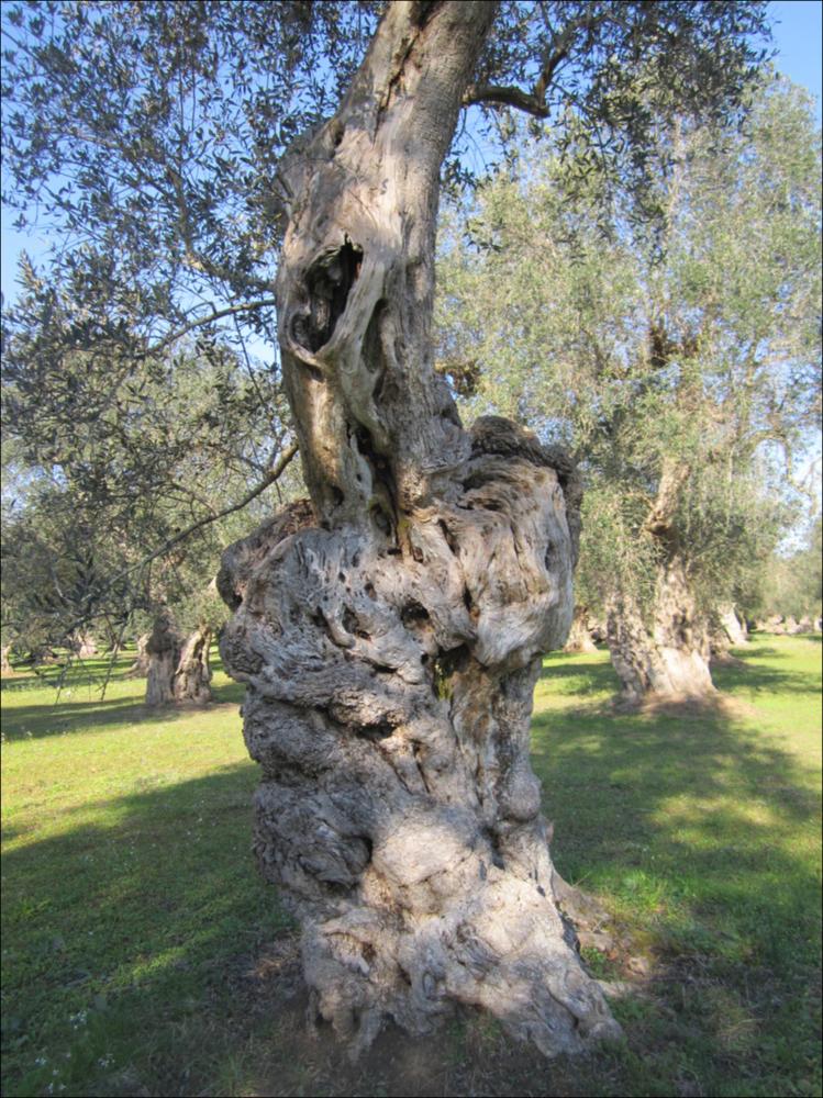 Il tronco di un ulivo secolare racconta la bellezza di un essere vivente che naviga attraverso una dimensione temporale a noi preclusa. La lentezza con cui cresce e giunge a maturazione, racchiude la saggezza di una pianta che sfugge alle regole della contemporaneità. La peculiarità delle forme dei tronchi d'ulivo è, in parte, anche merito di generazioni di contadini che potando e modellando hanno dato vita a suggestive sculture arboree, di cui sono divenuti vigili custodi, in virtù della loro devozione verso questa pianta. Questo patrimonio vegetale, rappresenta un ponte ideale fra passato e futuro, non rappresentano solo bellezza, gli olivi sono il nostro paesaggio storico. In quei rami possenti, in questi tronchi scolpiti dal tempo si riassume la potenza straordinari...