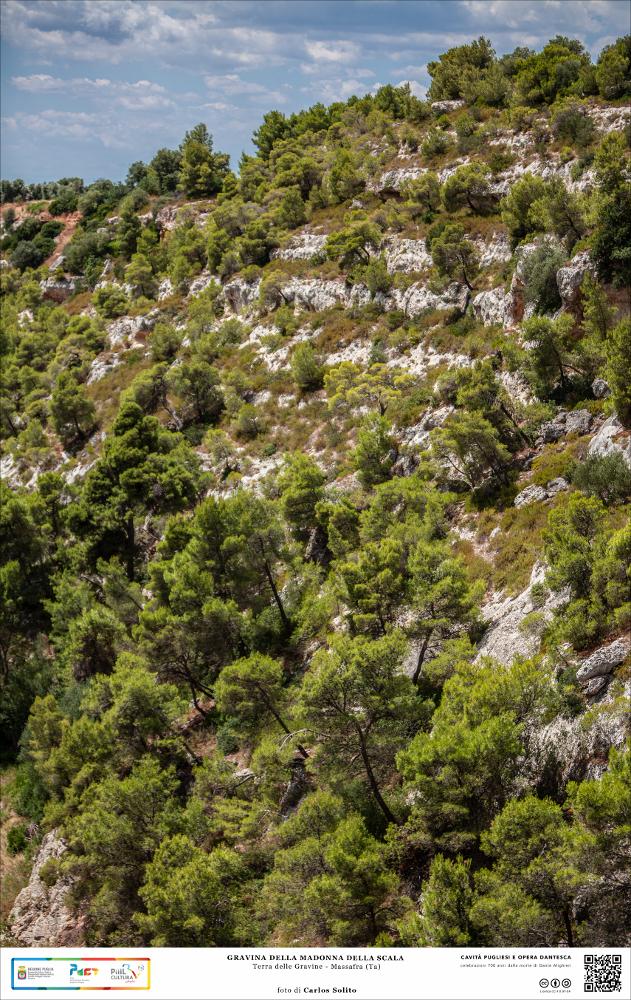 Lo scatto ritrae una parete della Gravina della Madonna della Scala, ricoperta della ricca vegetazione spontanea, tipica del paesaggio mediterraneo, nascondendo le pareti scure del canyon. La gravina è detta “Valle delle Rose” perché sono presenti centinaia di varietà di piante, alcune molto rare e con proprietà officinali.
L’immagine digitale fa parte della raccolta di fotografie prodotte da Carlos Solito per il Progetto digitale “Sillabario sotterraneo – Viaggio dantesco nelle Grotte di Puglia” – realizzato nell’ambito della LEGGE REGIONALE 30 dicembre 2020 - art. 39 “Cavità pugliesi e opera dantesca - Celebrazioni 700 anni dalla morte di Dante Alighieri”.
