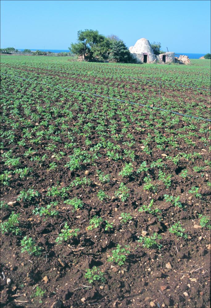 La fotografia è parte della ricca raccolta fotografica “Puglia per tutte le Stagioni” vol. 2, prodotta dall'Assessorato al Turismo e Industria Alberghiera della Regione Puglia, per raccontare la Puglia attraverso immagini suddivise in 5 settori principali: Città e Paesi, Settimana Santa, Territorio, Feste – Sagre – Tradizioni, Mercati – Prodotti – Cucina. L'immagine in oggetto mostra un tipico paesaggio del territorio pugliese. La peculiarità di queste zone rurali sono i caratteristici ulivi millenari e trulli, che da secoli vengono utilizzati dai contadini come punto di appoggio per l'attività lavorativa. Il terreno carsico e la vicinanza dei campi al mare rendono favorevoli la crescita di colture diversificate.