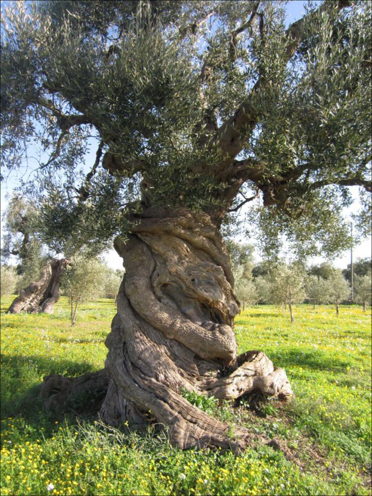 In Puglia sono presenti le più antiche testimonianze della cultura millenaria dell'olio ed è qui che è presente la maggiore concentrazione di rarissimi esemplari giganteschi di ulivi. Ulivi millenari maestosi, testimoni della cultura degli antichi Messapi, dei Greci e dei Romani, e che oggi rappresentano un patrimonio inestimabile. Gli ulivi raccontano la loro storia, come questo esemplare identificato con il codice 5954_116_72_074007, nella scheda di rilevamento degli Ulivi Monumentali redatta dalla Regione Puglia - in seguito all'applicazione della L.R. n. 14 del 04-06-2007, che tutela e valorizza gli alberi di ulivo monumentali, anche isolati, in virtù della loro funzione produttiva, di difesa ecologica e idrogeologica nonchè quali elementi peculiari e caratterizzant...