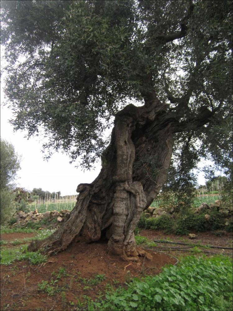 In Puglia sono presenti le più antiche testimonianze della cultura millenaria dell'olio ed è qui che è presente la maggiore concentrazione di rarissimi esemplari giganteschi di ulivi. Ulivi millenari maestosi, testimoni della cultura degli antichi Messapi, dei Greci e dei Romani, e che oggi rappresentano un patrimonio inestimabile. Gli ulivi raccontano la loro storia, come questo esemplare identificato con il codice codice 7927_112_113_074007, nella scheda di rilevamento degli Ulivi Monumentali redatta dalla Regione Puglia - in seguito all'applicazione della L.R. n. 14 del 04-06-2007, che tutela e valorizza gli alberi di ulivo monumentali, anche isolati, in virtù della loro funzione produttiva, di difesa ecologica e idrogeologica nonchè quali elementi peculiari e caratt...
