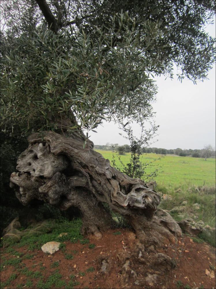 In Puglia sono presenti le più antiche testimonianze della cultura millenaria dell'olio ed è qui che è presente la maggiore concentrazione di rarissimi esemplari giganteschi di ulivi. Ulivi millenari maestosi, testimoni della cultura degli antichi Messapi, dei Greci e dei Romani, e che oggi rappresentano un patrimonio inestimabile. Gli ulivi raccontano la loro storia, come questo esemplare identificato con il codice 95672_20_18_074002, nella scheda di rilevamento degli Ulivi Monumentali redatta dalla Regione Puglia - in seguito all'applicazione della L.R. n. 14 del 04-06-2007, che tutela e valorizza gli alberi di ulivo monumentali, anche isolati, in virtù della loro funzione produttiva, di difesa ecologica e idrogeologica nonchè quali elementi peculiari e caratterizzant...