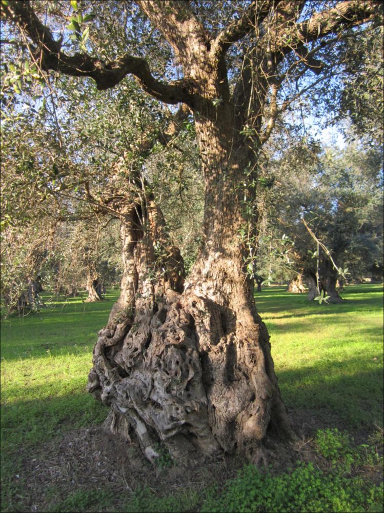 Il tronco di un ulivo secolare racconta la bellezza di un essere vivente che naviga attraverso una dimensione temporale a noi preclusa. La lentezza con cui cresce e giunge a maturazione, racchiude la saggezza di una pianta che sfugge alle regole della contemporaneità. La peculiarità delle forme dei tronchi d'ulivo è, in parte, anche merito di generazioni di contadini che potando e modellando hanno dato vita a suggestive sculture arboree, di cui sono divenuti vigili custodi, in virtù della loro devozione verso questa pianta. Questo patrimonio vegetale, rappresenta un ponte ideale fra passato e futuro, non rappresentano solo bellezza, gli olivi sono il nostro paesaggio storico. In quei rami possenti, in questi tronchi scolpiti dal tempo si riassume la potenza straordinari...