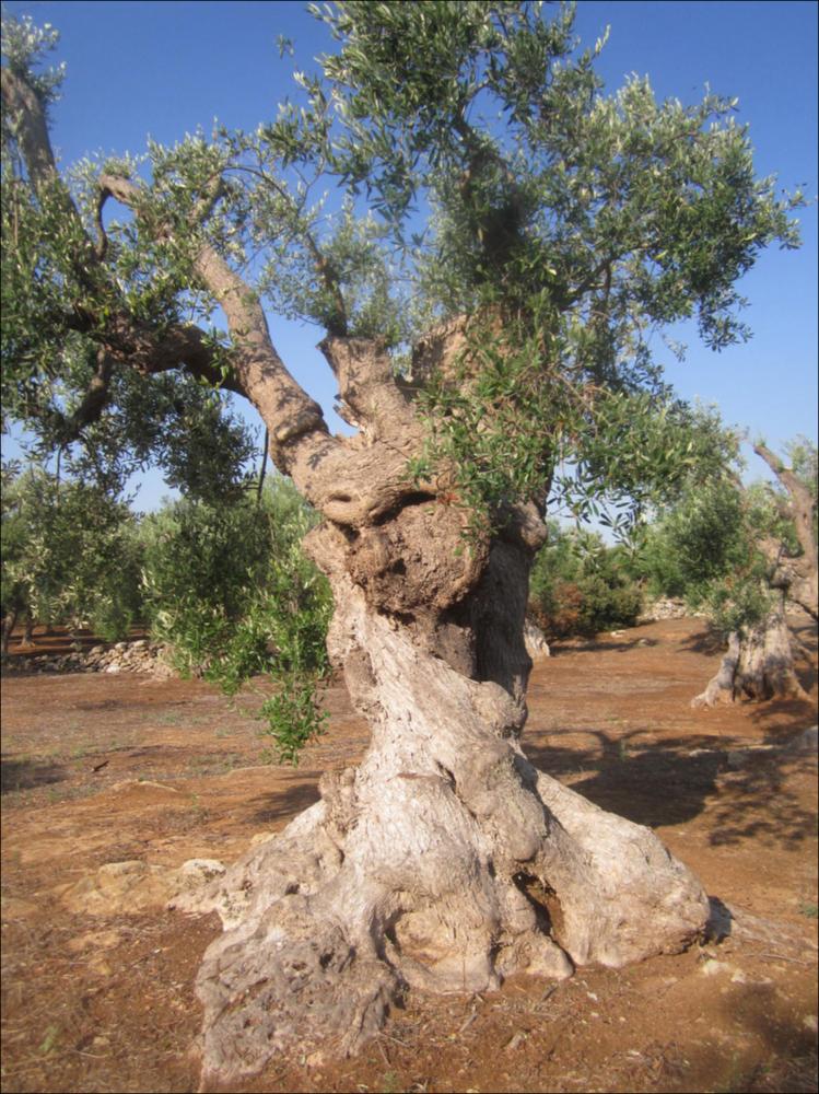 Il tronco di un ulivo secolare racconta la bellezza di un essere vivente che naviga attraverso una dimensione temporale a noi preclusa. La lentezza con cui cresce e giunge a maturazione, racchiude la saggezza di una pianta che sfugge alle regole della contemporaneità. La peculiarità delle forme dei tronchi d'ulivo è, in parte, anche merito di generazioni di contadini che potando e modellando hanno dato vita a suggestive sculture arboree, di cui sono divenuti vigili custodi, in virtù della loro devozione verso questa pianta. Questo patrimonio vegetale, rappresenta un ponte ideale fra passato e futuro, non rappresentano solo bellezza, gli olivi sono il nostro paesaggio storico. In quei rami possenti, in questi tronchi scolpiti dal tempo si riassume la potenza straordinari...