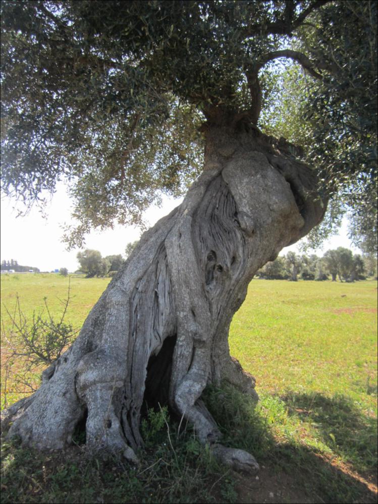 In Puglia sono presenti le più antiche testimonianze della cultura millenaria dell'olio ed è qui che è presente la maggiore concentrazione di rarissimi esemplari giganteschi di ulivi. Ulivi millenari maestosi, testimoni della cultura degli antichi Messapi, dei Greci e dei Romani, e che oggi rappresentano un patrimonio inestimabile. Gli ulivi raccontano la loro storia, come questo esemplare identificato con il codice 148478_51_94_074012, nella scheda di rilevamento degli Ulivi Monumentali redatta dalla Regione Puglia - in seguito all'applicazione della L.R. n. 14 del 04-06-2007, che tutela e valorizza gli alberi di ulivo monumentali, anche isolati, in virtù della loro funzione produttiva, di difesa ecologica e idrogeologica nonchè quali elementi peculiari e caratterizzan...