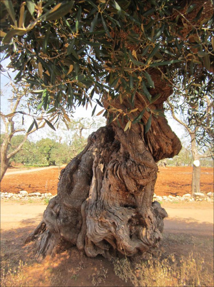 In Puglia sono presenti le più antiche testimonianze della cultura millenaria dell'olio ed è qui che è presente la maggiore concentrazione di rarissimi esemplari giganteschi di ulivi. Ulivi millenari maestosi, testimoni della cultura degli antichi Messapi, dei Greci e dei Romani, e che oggi rappresentano un patrimonio inestimabile. Gli ulivi raccontano la loro storia, come questo esemplare identificato con il codice 80305_5_26_074002, nella scheda di rilevamento degli Ulivi Monumentali redatta dalla Regione Puglia - in seguito all'applicazione della L.R. n. 14 del 04-06-2007, che tutela e valorizza gli alberi di ulivo monumentali, anche isolati, in virtù della loro funzione produttiva, di difesa ecologica e idrogeologica nonchè quali elementi peculiari e caratterizzanti...