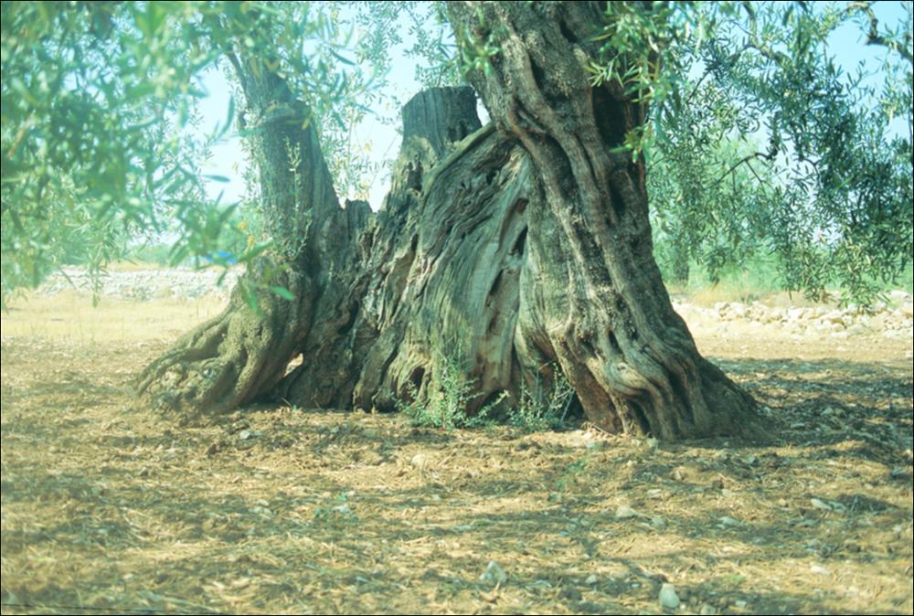 La fotografia è parte della ricca raccolta fotografica “Puglia per tutte le Stagioni” vol. 2, prodotta dall'Assessorato al Turismo e Industria Alberghiera della Regione Puglia, per raccontare la Puglia attraverso immagini suddivise in 5 settori principali: Città e Paesi, Settimana Santa, Territorio, Feste – Sagre – Tradizioni, Mercati – Prodotti – Cucina. Protagonista assoluto dello scatto è un albero di ulivo secolare che domina con il suo possente fusto l'intera scena. La sua elegante chioma, il terreno rossiccio ed il muretto a secco che si intravede alle sue spalle e che delimita i confini di campagna, sono i segni inconfondibili e distintivi del paesaggio pugliese. Ormai simbolo del patrimonio naturale della Regione Puglia, l'ulivo può considerarsi una vera e propr...