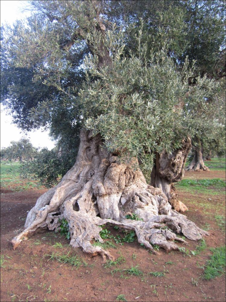 In Puglia sono presenti le più antiche testimonianze della cultura millenaria dell'olio ed è qui che è presente la maggiore concentrazione di rarissimi esemplari giganteschi di ulivi. Ulivi millenari maestosi, testimoni della cultura degli antichi Messapi, dei Greci e dei Romani, e che oggi rappresentano un patrimonio inestimabile. Gli ulivi raccontano la loro storia, come questo esemplare identificato con il codice 6126_114_102_074007, nella scheda di rilevamento degli Ulivi Monumentali redatta dalla Regione Puglia - in seguito all'applicazione della L.R. n. 14 del 04-06-2007, che tutela e valorizza gli alberi di ulivo monumentali, anche isolati, in virtù della loro funzione produttiva, di difesa ecologica e idrogeologica nonchè quali elementi peculiari e caratterizzan...