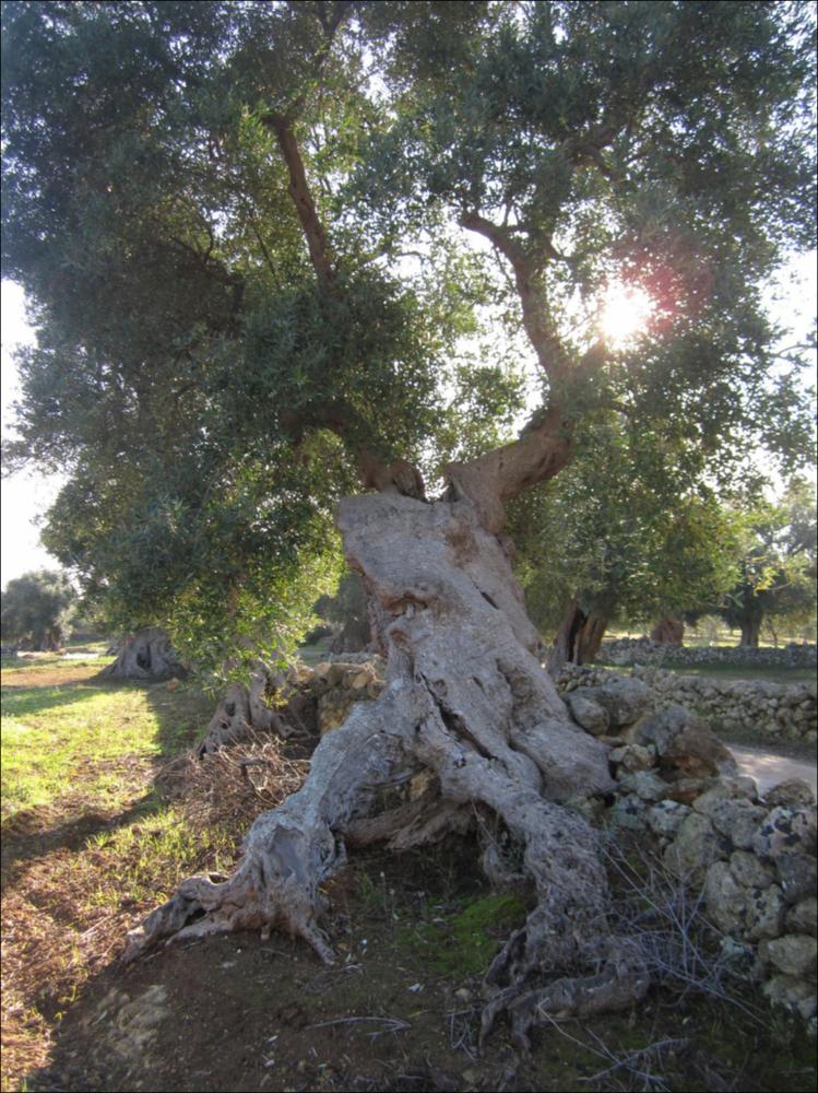 In Puglia sono presenti le più antiche testimonianze della cultura millenaria dell'olio ed è qui che è presente la maggiore concentrazione di rarissimi esemplari giganteschi di ulivi. Ulivi millenari maestosi, testimoni della cultura degli antichi Messapi, dei Greci e dei Romani, e che oggi rappresentano un patrimonio inestimabile. Gli ulivi raccontano la loro storia, come questo esemplare identificato con il codice 7838_114_102_074007, nella scheda di rilevamento degli Ulivi Monumentali redatta dalla Regione Puglia - in seguito all'applicazione della L.R. n. 14 del 04-06-2007, che tutela e valorizza gli alberi di ulivo monumentali, anche isolati, in virtù della loro funzione produttiva, di difesa ecologica e idrogeologica nonchè quali elementi peculiari e caratterizzan...