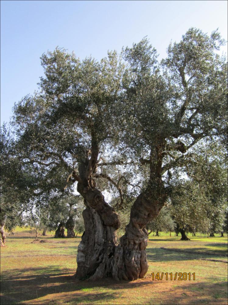 Il tronco di un ulivo secolare racconta la bellezza di un essere vivente che naviga attraverso una dimensione temporale a noi preclusa. La lentezza con cui cresce e giunge a maturazione, racchiude la saggezza di una pianta che sfugge alle regole della contemporaneità. La peculiarità delle forme dei tronchi d'ulivo è, in parte, anche merito di generazioni di contadini che potando e modellando hanno dato vita a suggestive sculture arboree, di cui sono divenuti vigili custodi, in virtù della loro devozione verso questa pianta. Questo patrimonio vegetale, rappresenta un ponte ideale fra passato e futuro, non rappresentano solo bellezza, gli olivi sono il nostro paesaggio storico. In quei rami possenti, in questi tronchi scolpiti dal tempo si riassume la potenza straordinari...