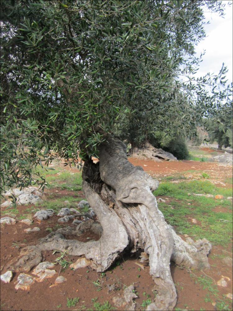 In Puglia sono presenti le più antiche testimonianze della cultura millenaria dell'olio ed è qui che è presente la maggiore concentrazione di rarissimi esemplari giganteschi di ulivi. Ulivi millenari maestosi, testimoni della cultura degli antichi Messapi, dei Greci e dei Romani, e che oggi rappresentano un patrimonio inestimabile. Gli ulivi raccontano la loro storia, come questo esemplare identificato con il codice 62480_31_72_074002, nella scheda di rilevamento degli Ulivi Monumentali redatta dalla Regione Puglia - in seguito all'applicazione della L.R. n. 14 del 04-06-2007, che tutela e valorizza gli alberi di ulivo monumentali, anche isolati, in virtù della loro funzione produttiva, di difesa ecologica e idrogeologica nonchè quali elementi peculiari e caratterizzant...