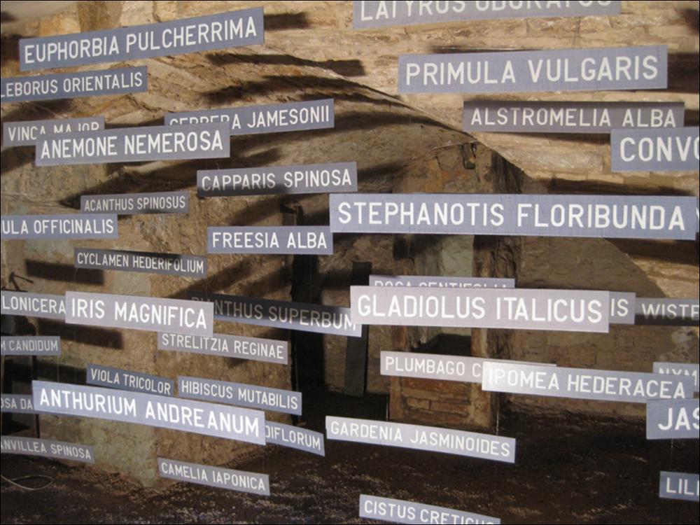 Qui riprodotta digitalmente, “Flores” è un'opera dell'artista pugliese Giuseppe Patruno, o meglio Pippo Patruno come è conosciuto e soprannominato, anche nell'ambiente dell'Accademia di Belle Arti di Bari, dove è docente di Anatomia Artistica. Del 2014, l'installazione si inserisce nella più tarda fase creativa in cui l'artista sceglie la scrittura per dar forma al significato. Soprattutto “La sposa occidentale” è espressione di un lavoro “più mentale”, nel quale il linguaggio sostituisce l'immagine e la rappresentazione della realtà. Come “La sposa occidentale” e “Palmitum”, anche "Flores" segue lo stesso concetto, trasformandosi da opera statica in opera tridimensionale, con la scelta dell'autore di creare una installazione nella quale l'idea dei fiori non è affidata ...