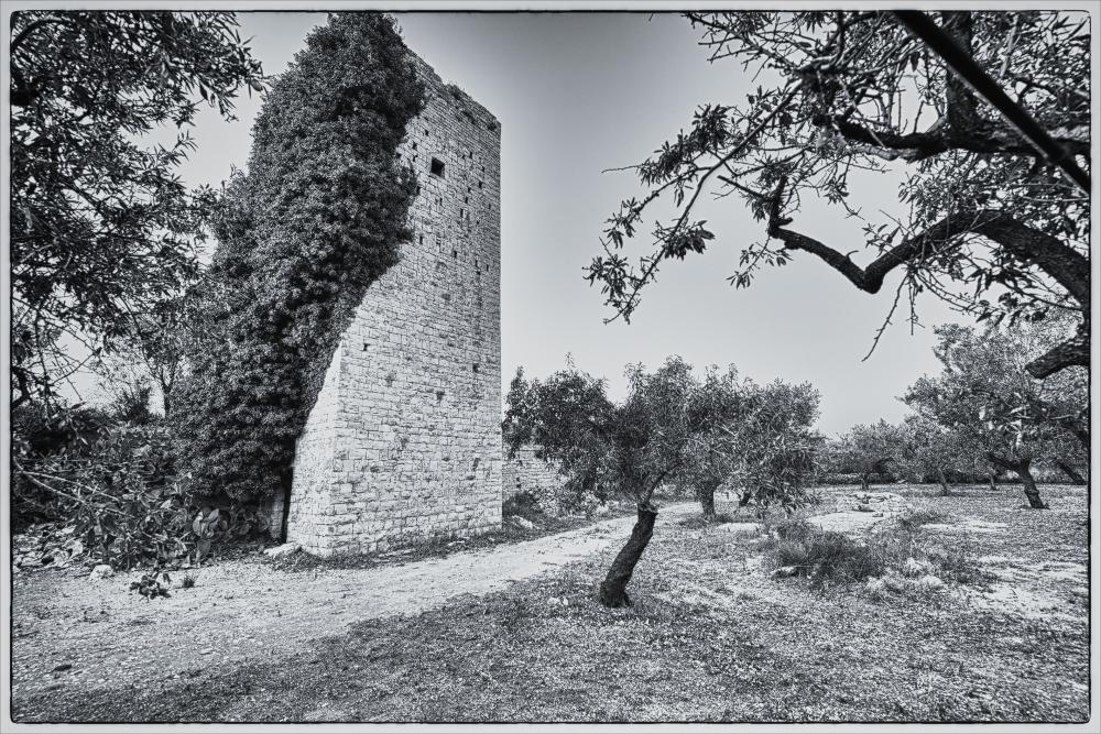 La fotografia è parte di una più ampia raccolta di fotografie realizzate per il progetto di censimento di 248 masserie pugliesi avviato da Giancarlo Chielli, professore del corso in Beni Culturali e Ambientali presso l'Accademia di Belle Arti di Bari. Il lavoro svolto ha dato vita al volume “Le masserie di Puglia come Bene Culturale” in cui sono presenti alcuni scatti di masserie pugliesi tra cui quella in oggetto. L'immagine digitale è una bella panoramica laterale di Masseria Torre Villotta, che riprende in aperta campagna la torre e la vegetazione spontanea cresciuta sulle sue antiche pareti, formate da conci di pietra calcarea squadrati e sbozzati con molta cura come si può notare ancora attualmente. L'aggregato si trova nei pressi dell'agro di Molfetta ed è il più ...